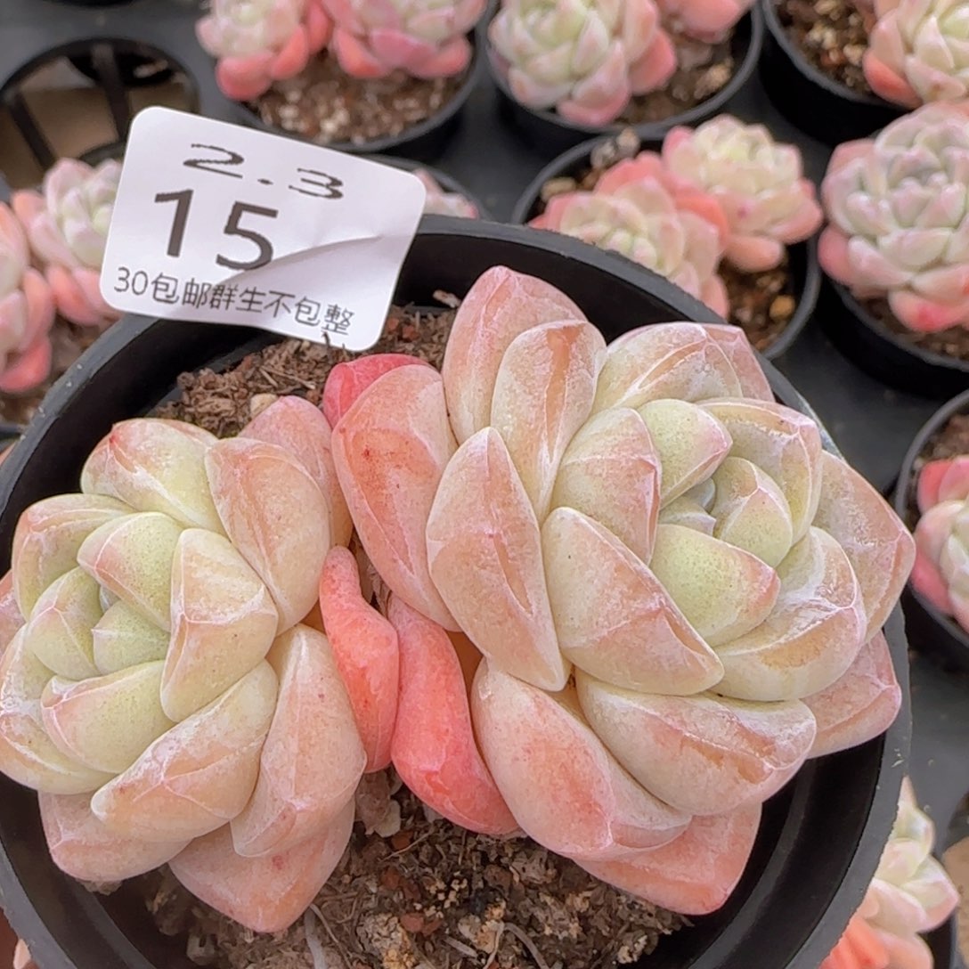 双头冰玉一颗脱土发货