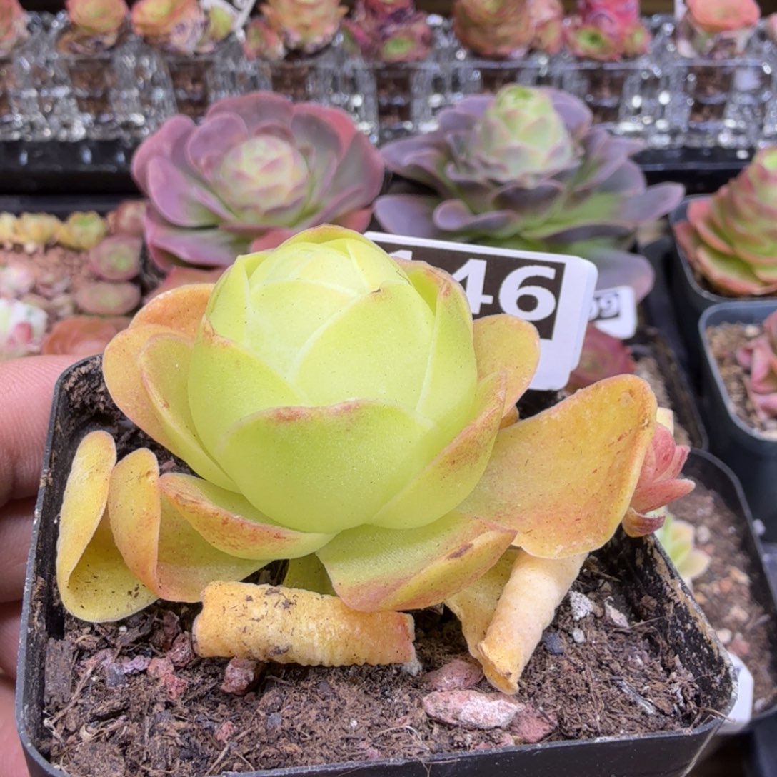 清欢146山地玫瑰