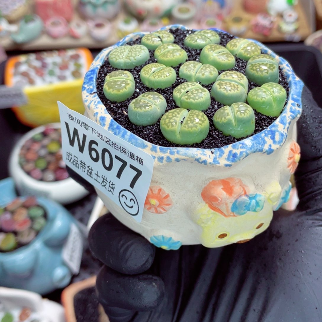 夜间零下地区拍保温箱w6077