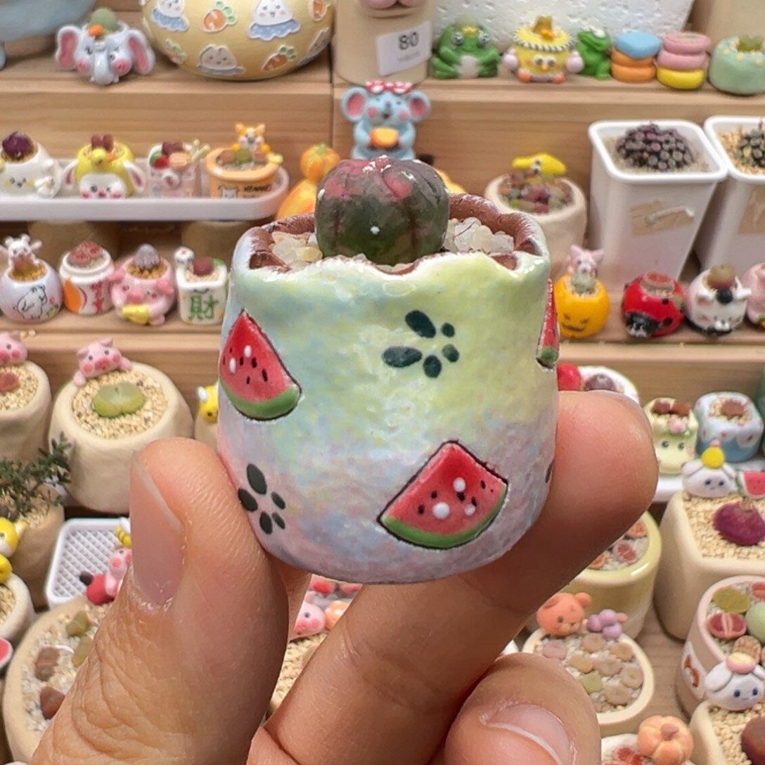 多肉植物95号兜锦