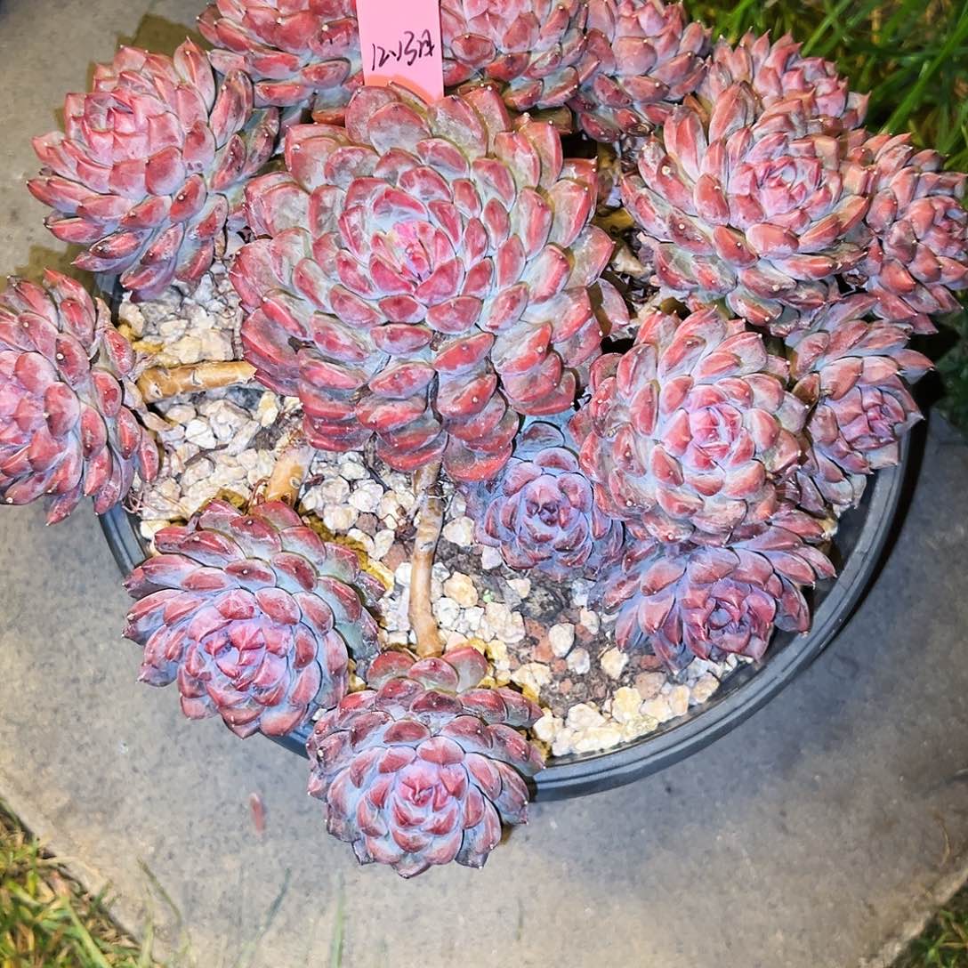 让***儿黑曼巴黑曼巴黑曼巴