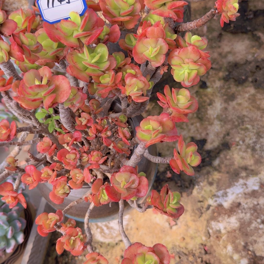 1145红梅凡艺多肉