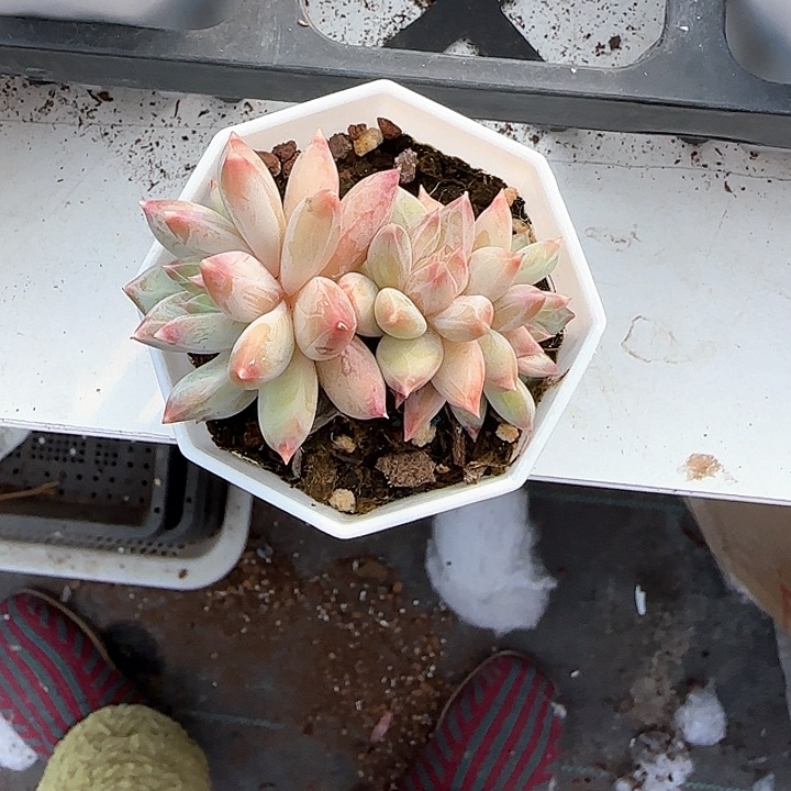 青蛙王子儿童牙膏111