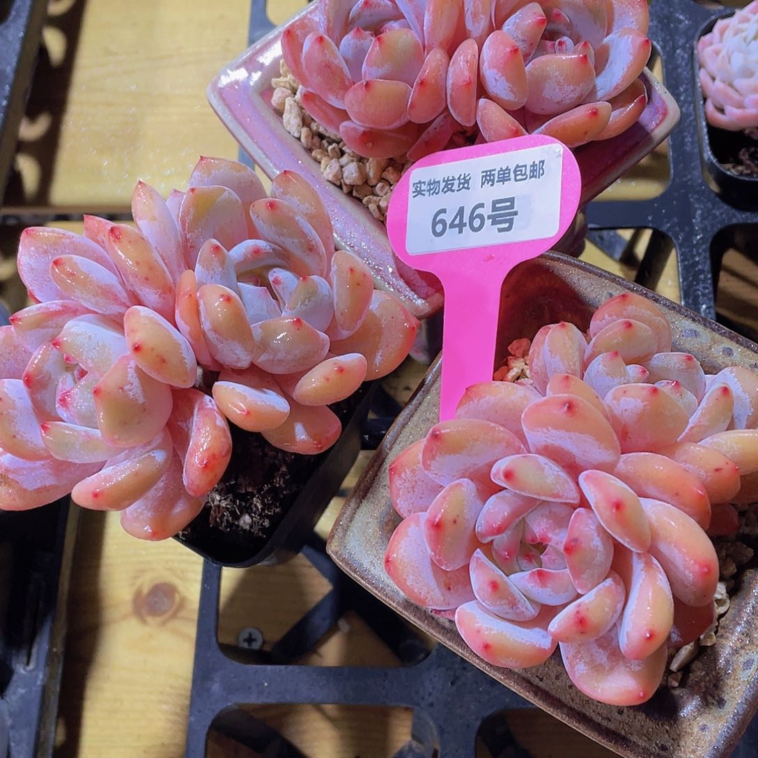 646号 飘枝石榴籽星影一个