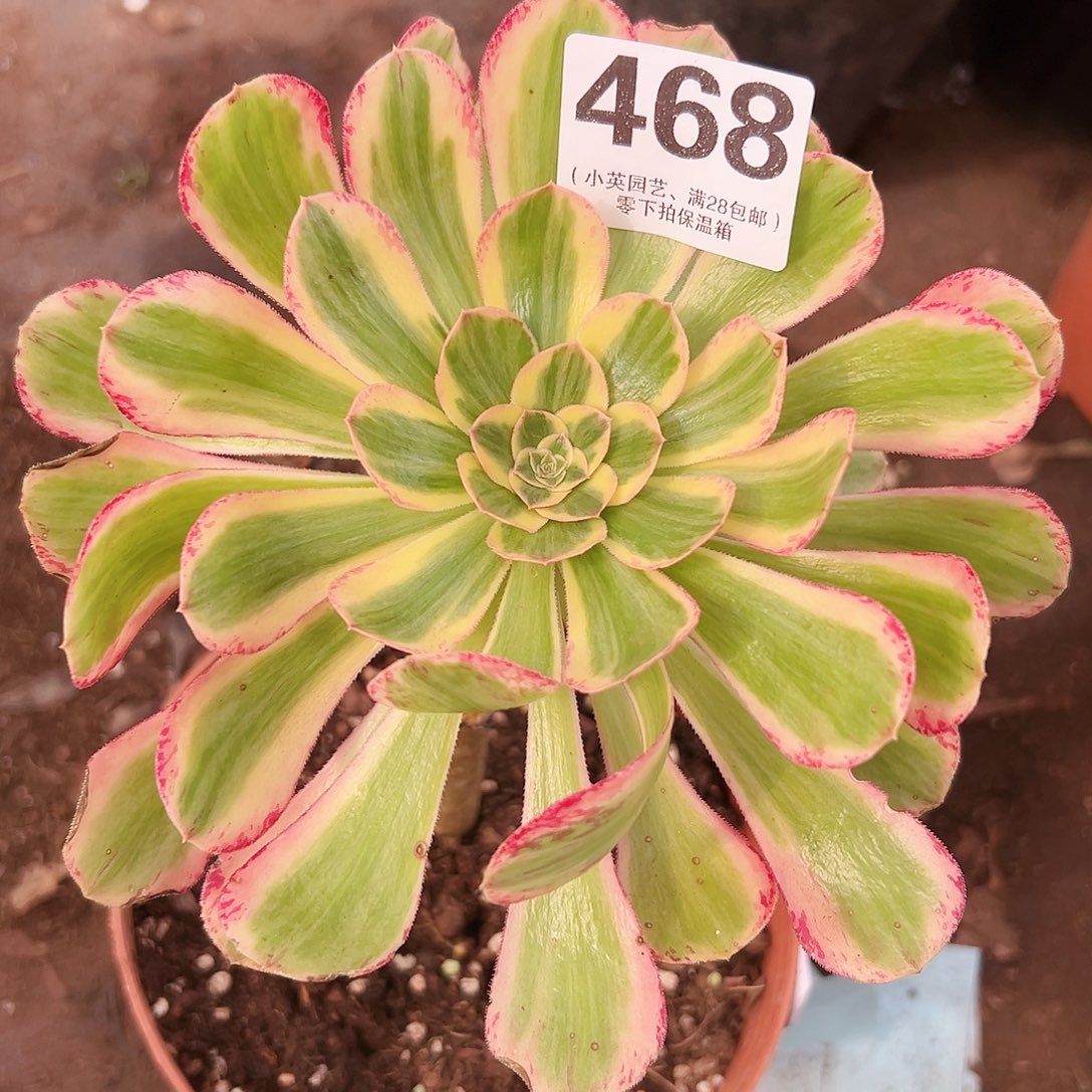V锦468多肉植物多肉植物