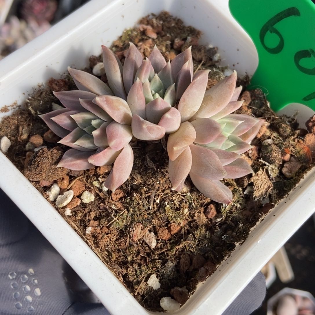 601幻影美人多肉植物