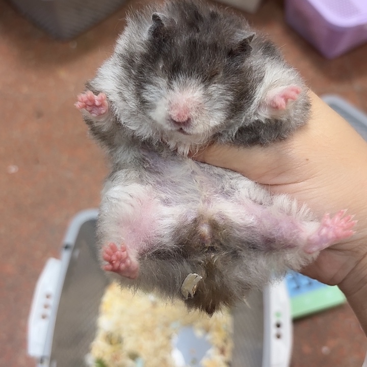 黑波利卷毛妹妹144克生过一窝