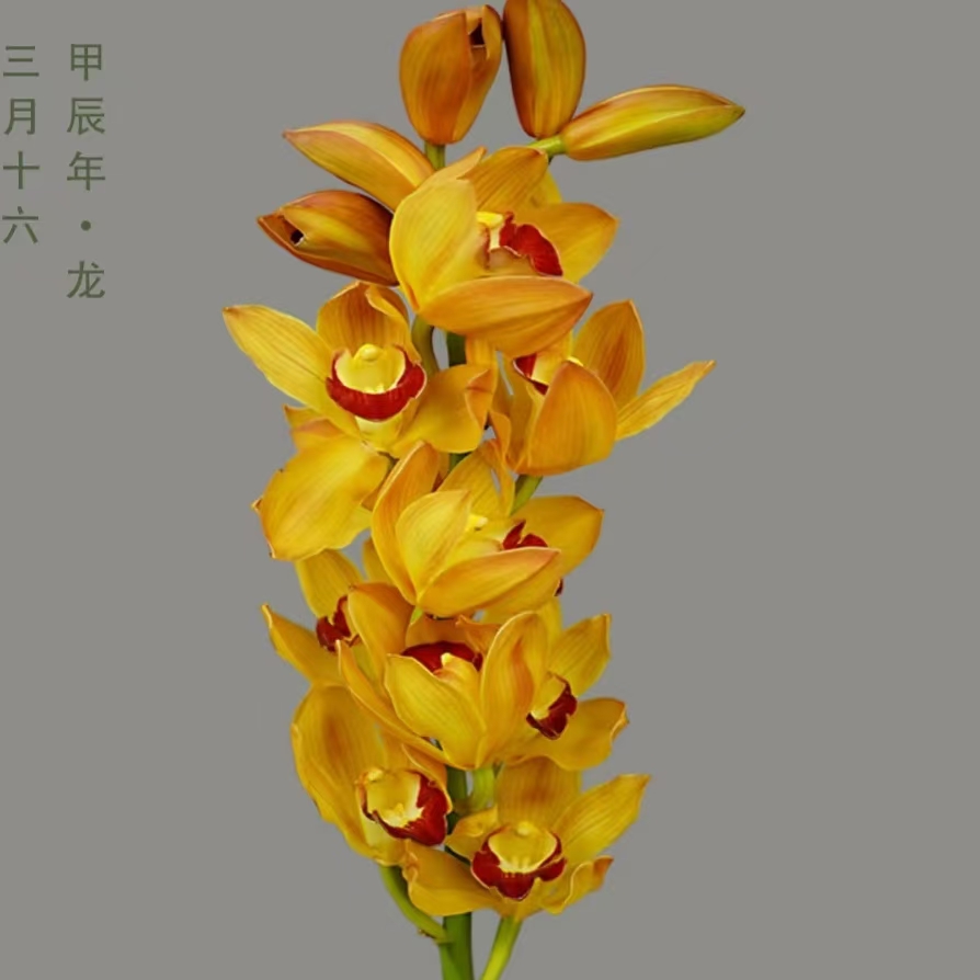 【香蕉船】大花蕙兰年宵花非常贵气花卉植物