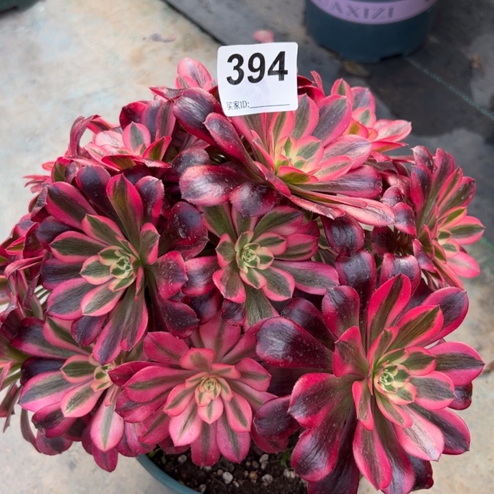 394美杜莎朵朵22厘米左右有断枝