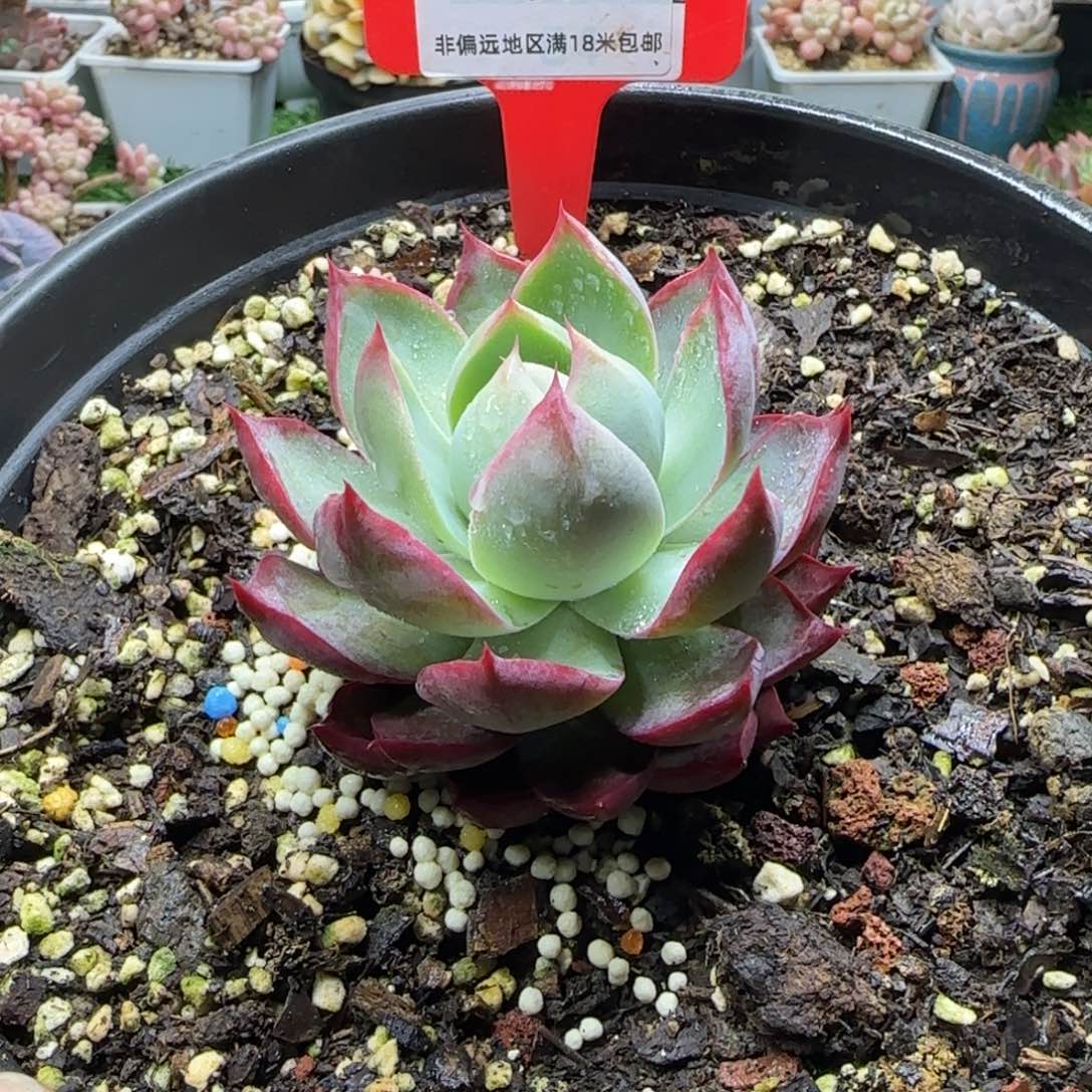 解忧植物多肉编号54