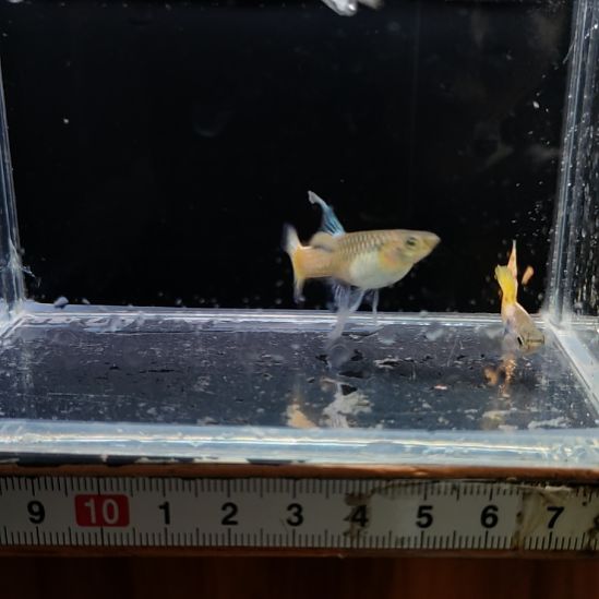 孔雀鱼金属马特里大c一对