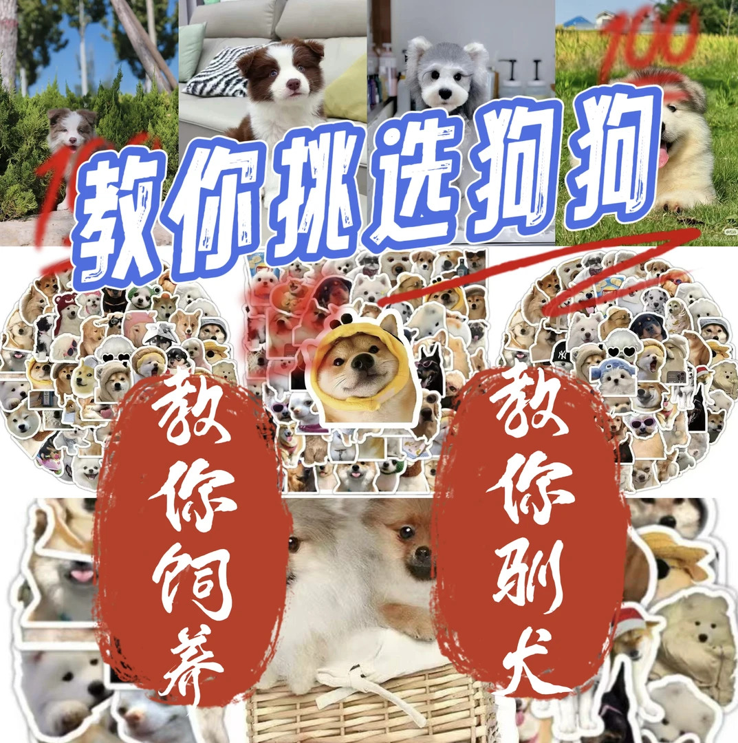 教你如何挑选狗狗（一对一选狗）
