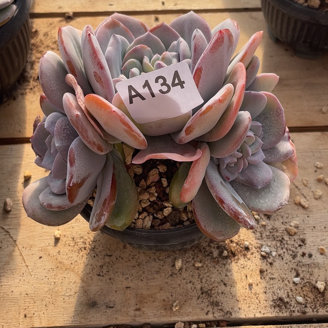 斯***斯134多肉植物多肉植物