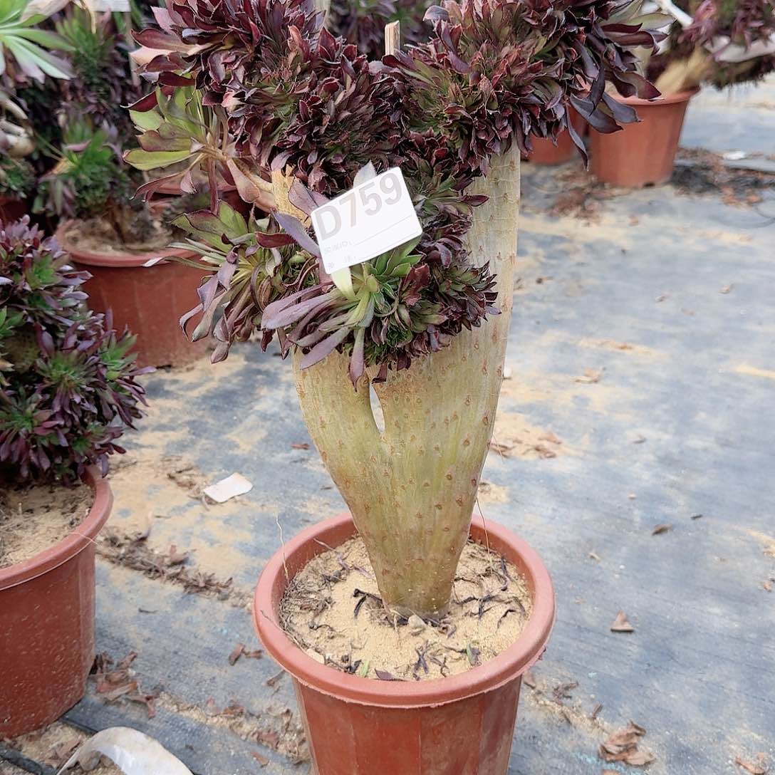 759黑法师一颗呀呀