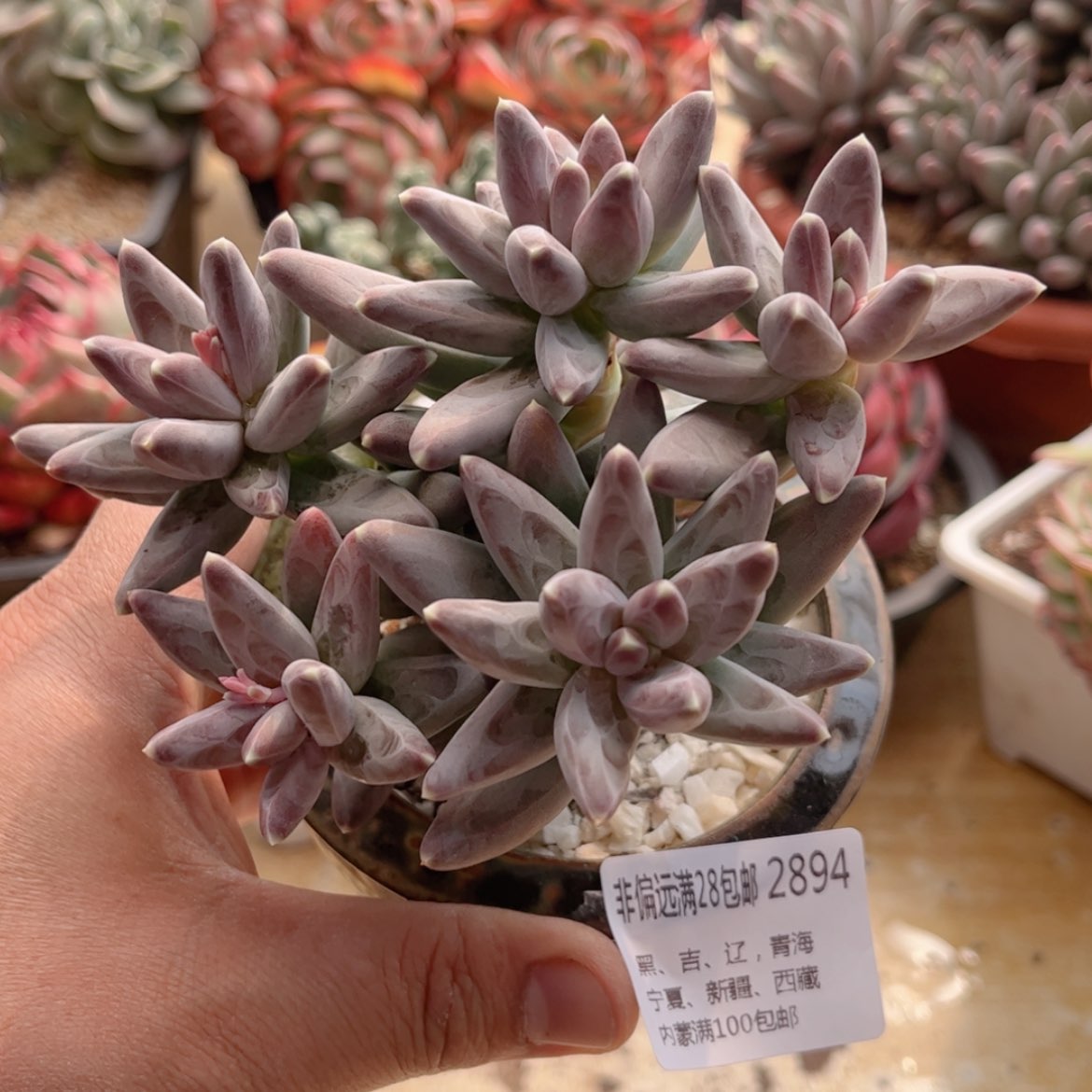 【闪购商品】2894乌拉克拉