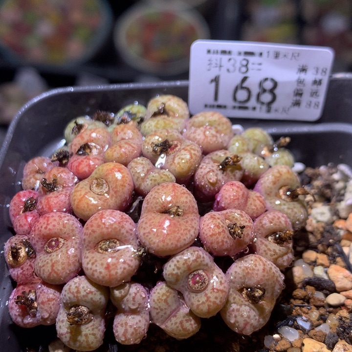 精品生石花38.168福利