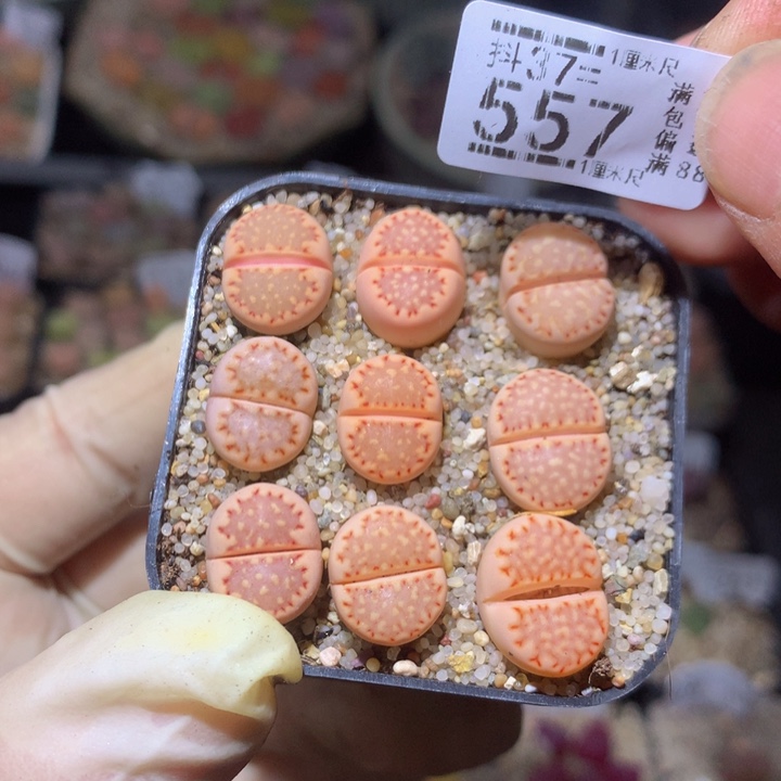 精品人石花37.557