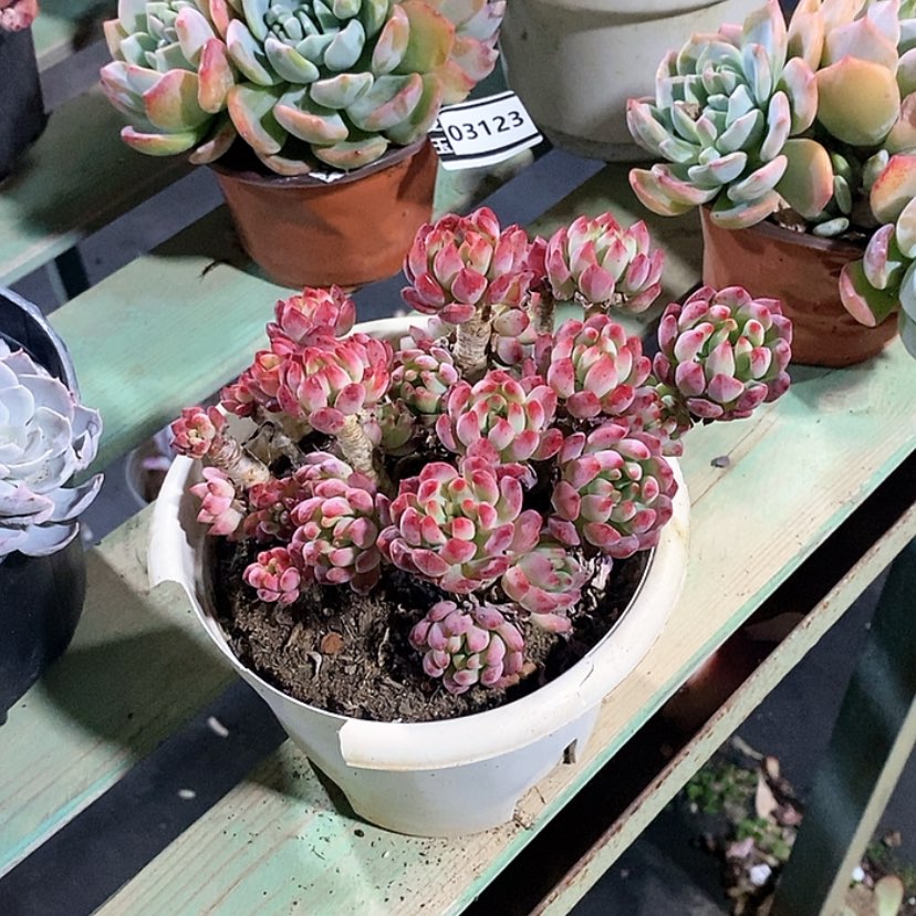 【闪购商品】蓝苹果03124