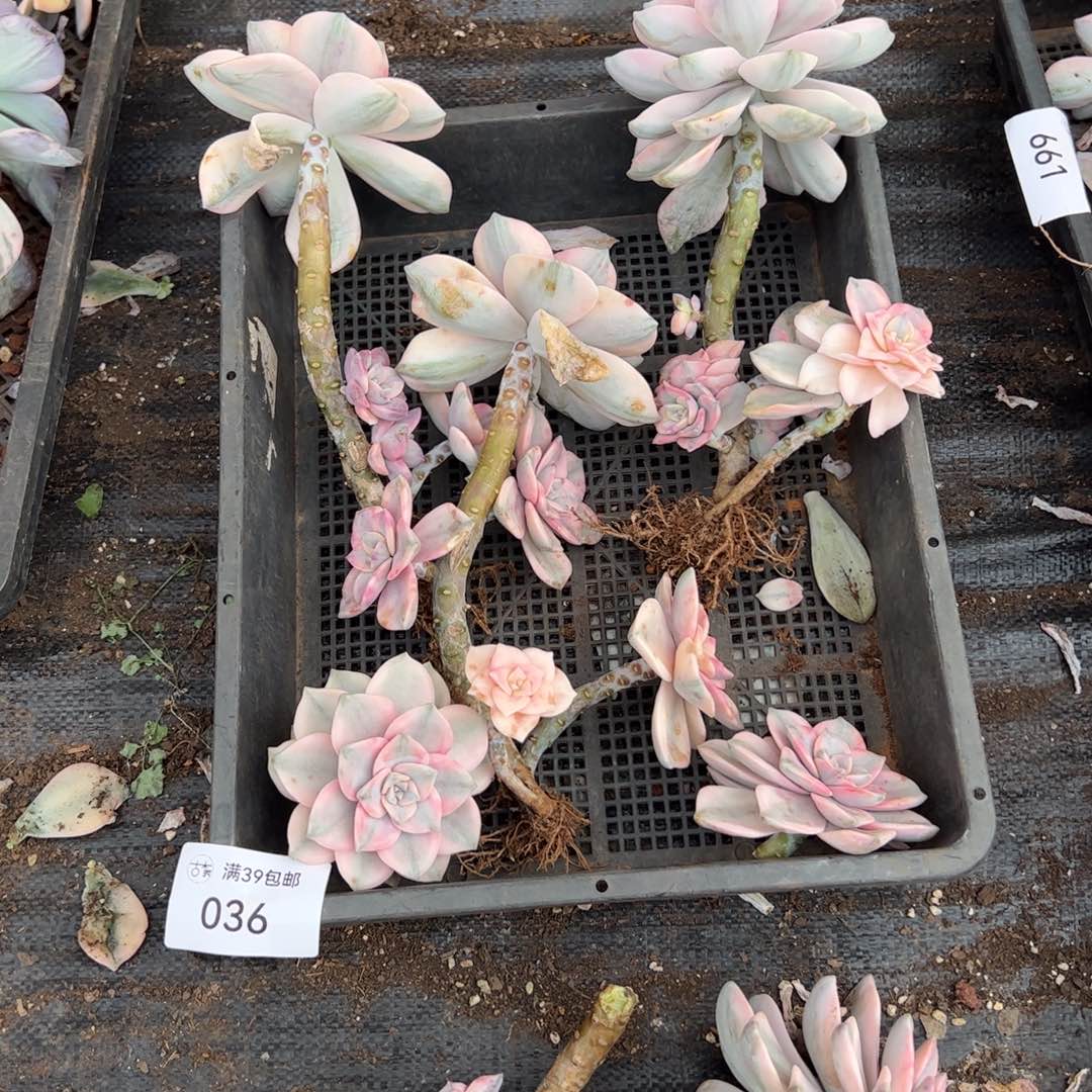 036紫乐锦老桩多肉植物