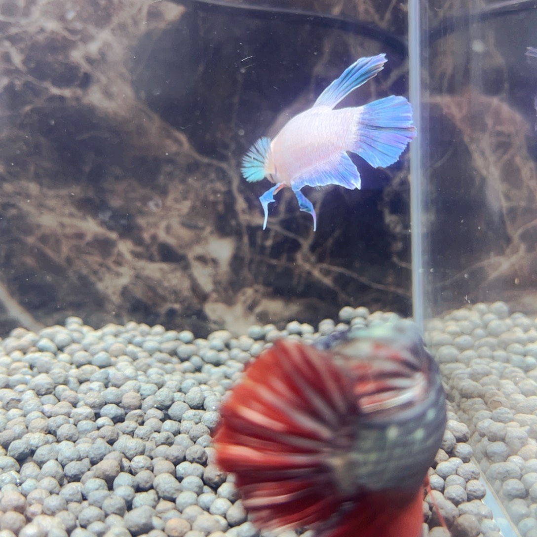 斗鱼叔叔也以为诶诶诶诶呜呜呜呜爷