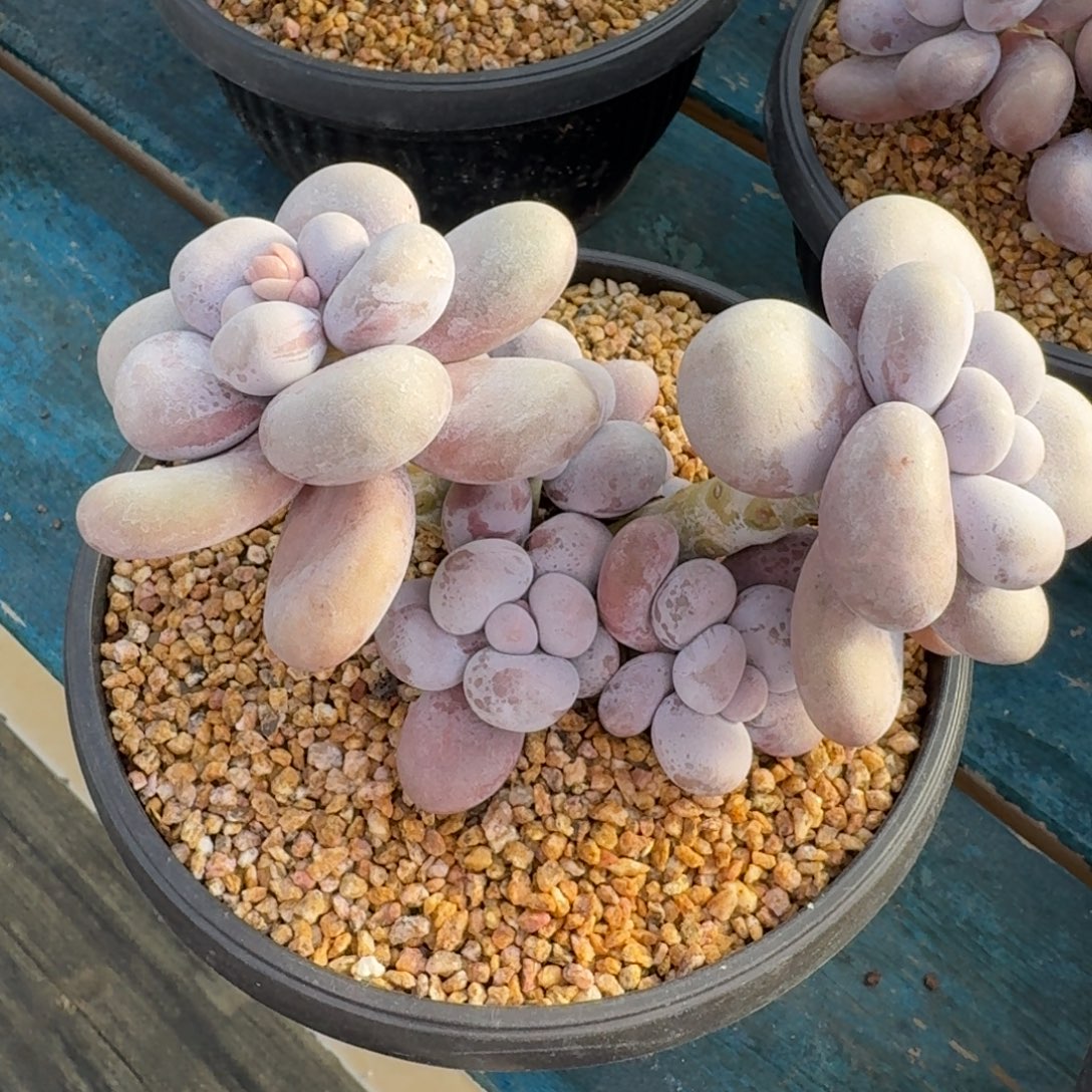 从前慢花园多肉编号-小奶酪