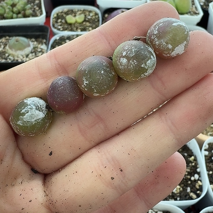 老马生石花灯泡1748