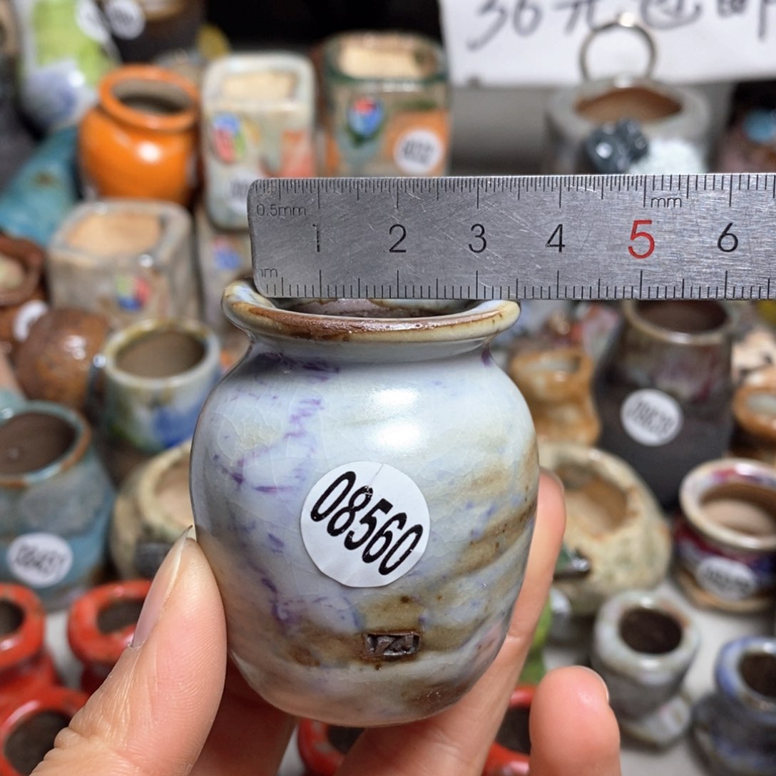 花盆拍5送一个小礼物