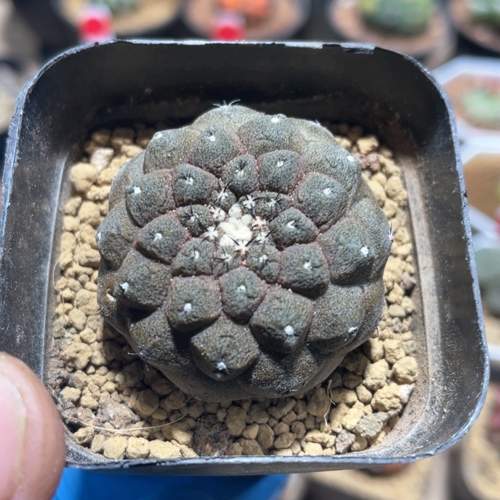 706实生蜥蜴皮仙人球