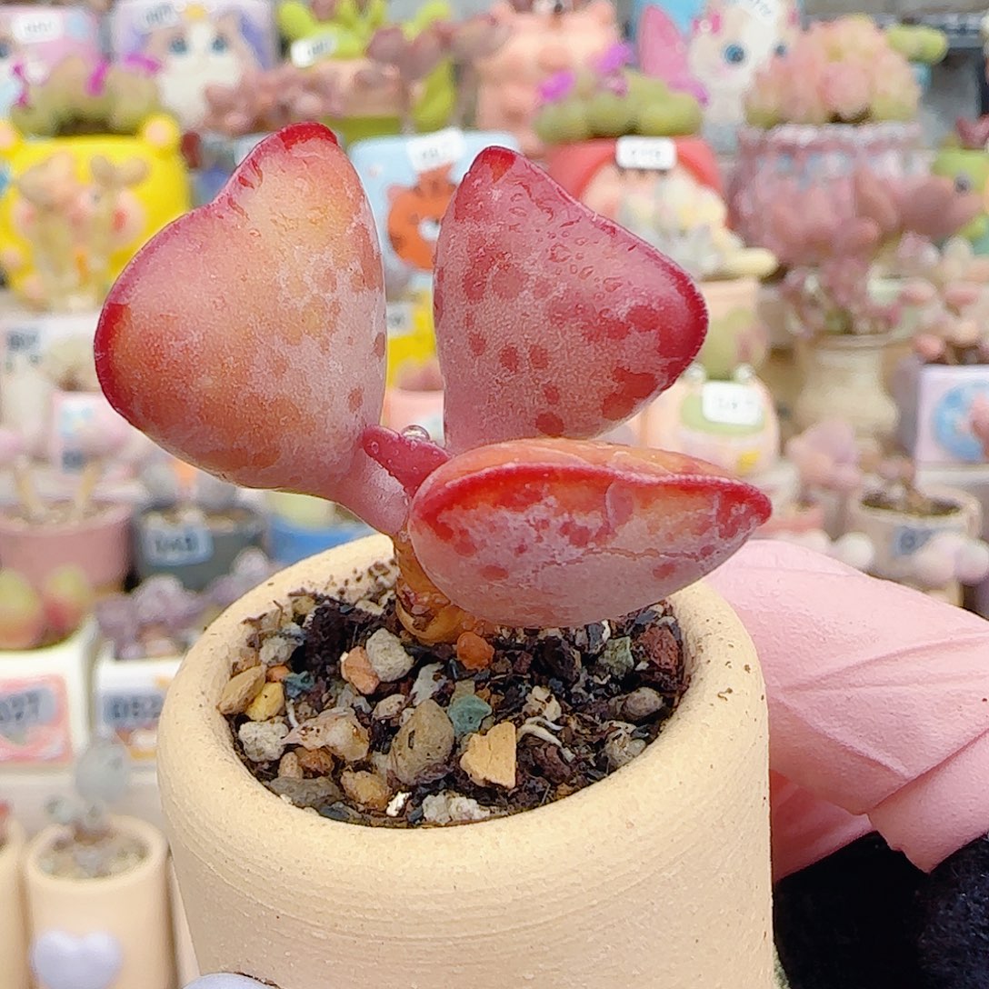 L爱心水泡 盆口3cm