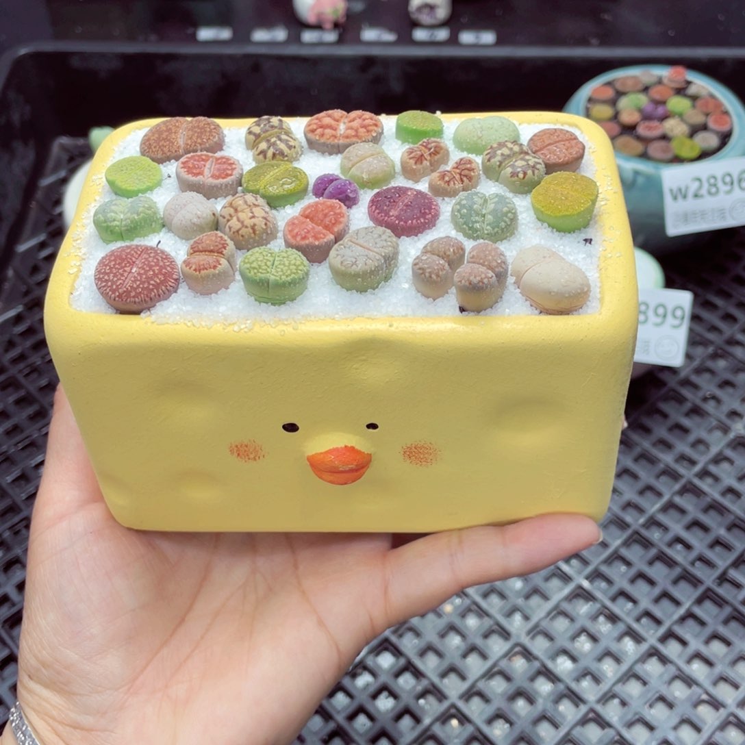 w2902 带盆土发货一物一拍