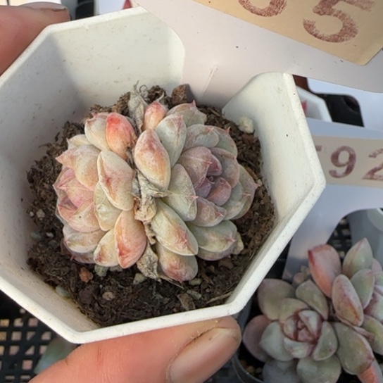 365冰魄 一物一拍多肉