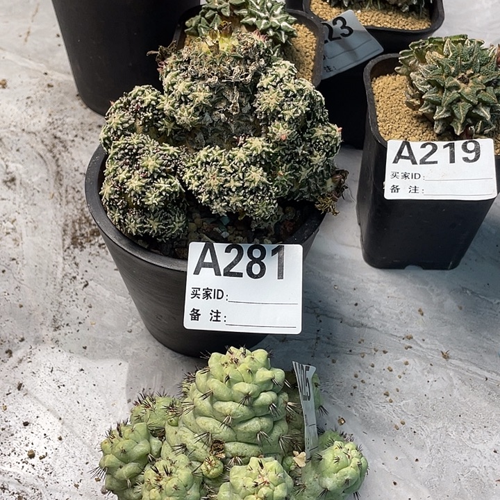 完全开放281姬牡丹一个