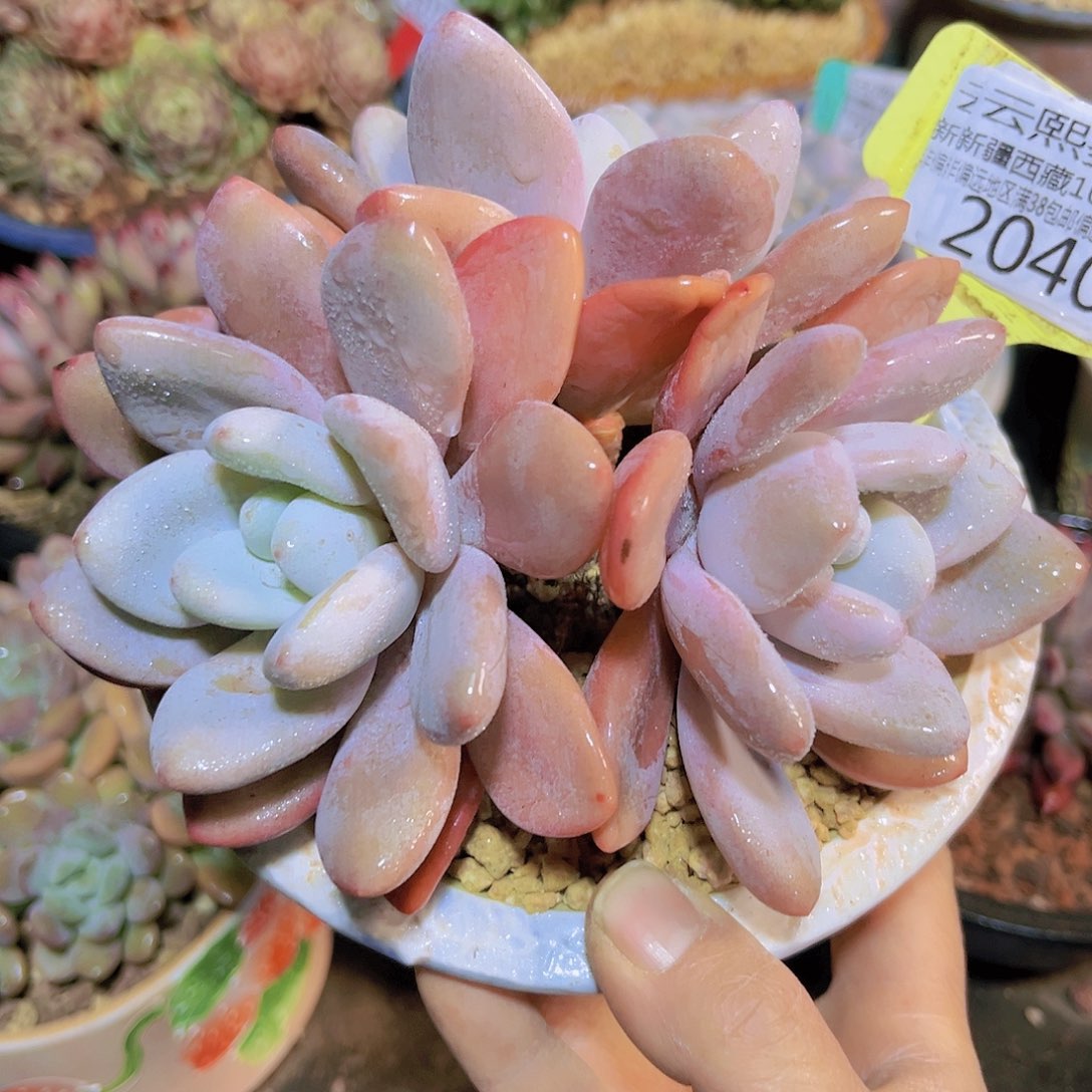2040粉兔。