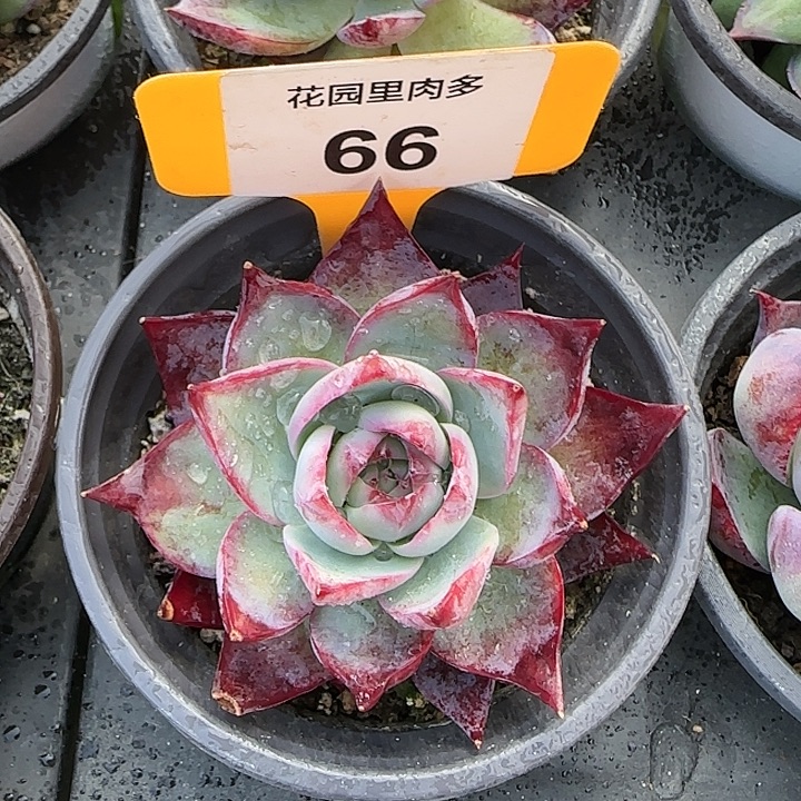 66 惊鸿仙子多肉植物6-9