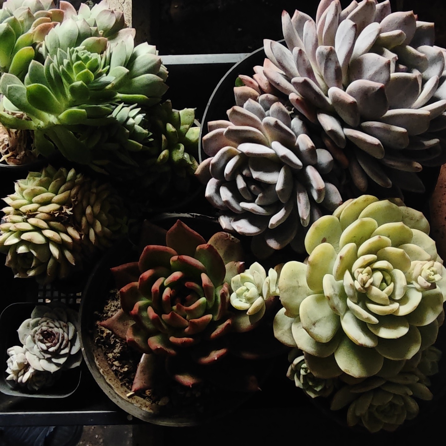 多肉植物框拍综合链接8号