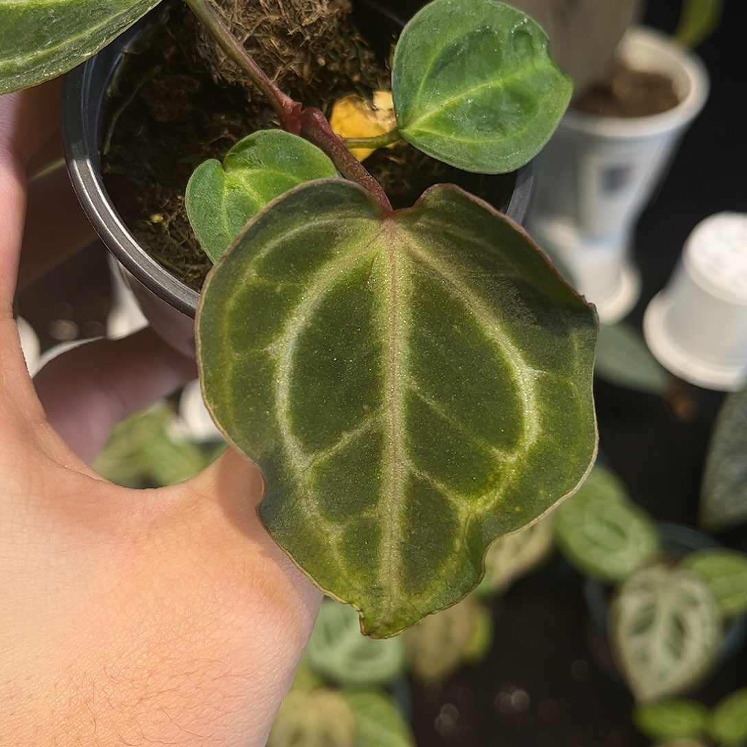 不开花植物个体红铜