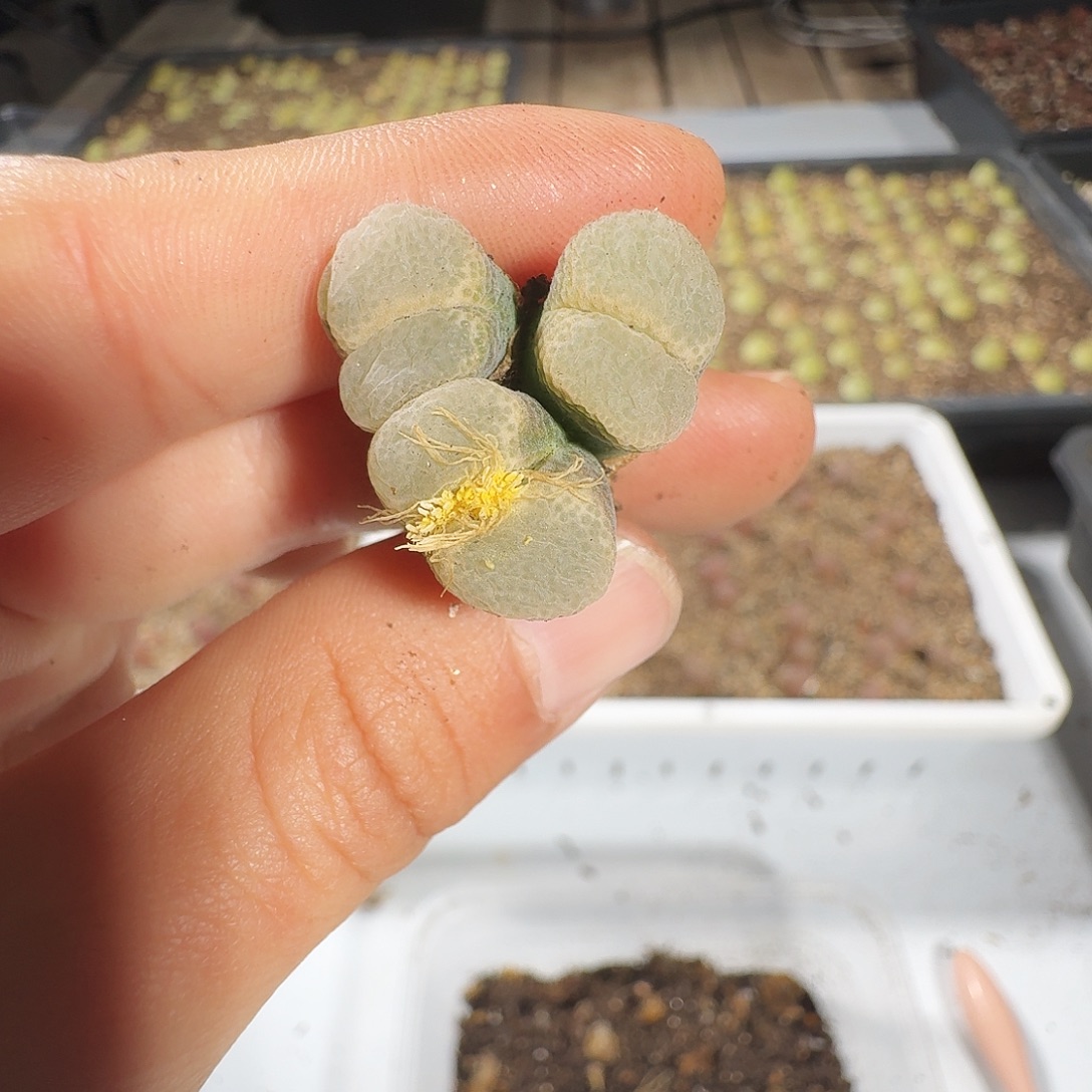多肉植物福利风铃897