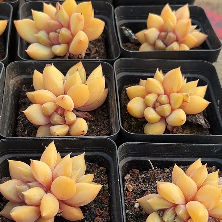 团  038   多头  金黄象牙