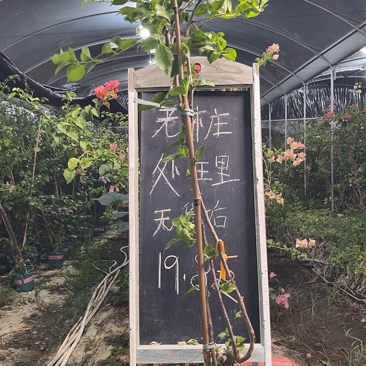 无花朵三角梅三角梅240