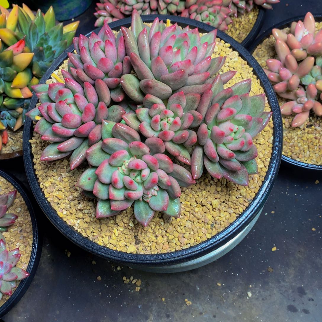 丫***丫哈哈哈哈哈哈哈哈哈哈