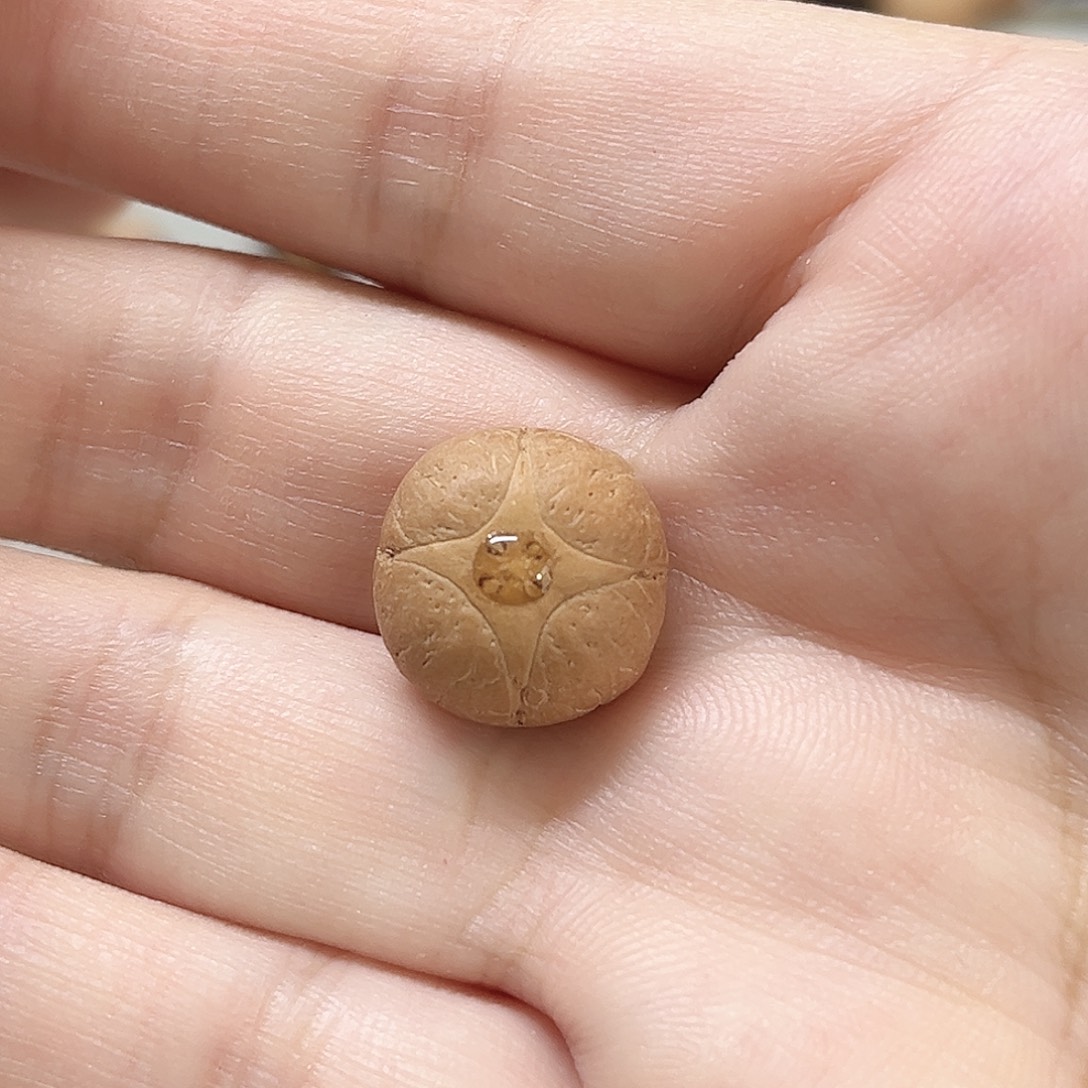 吊坠凤眼菩提14麒麟单籽，86@2817