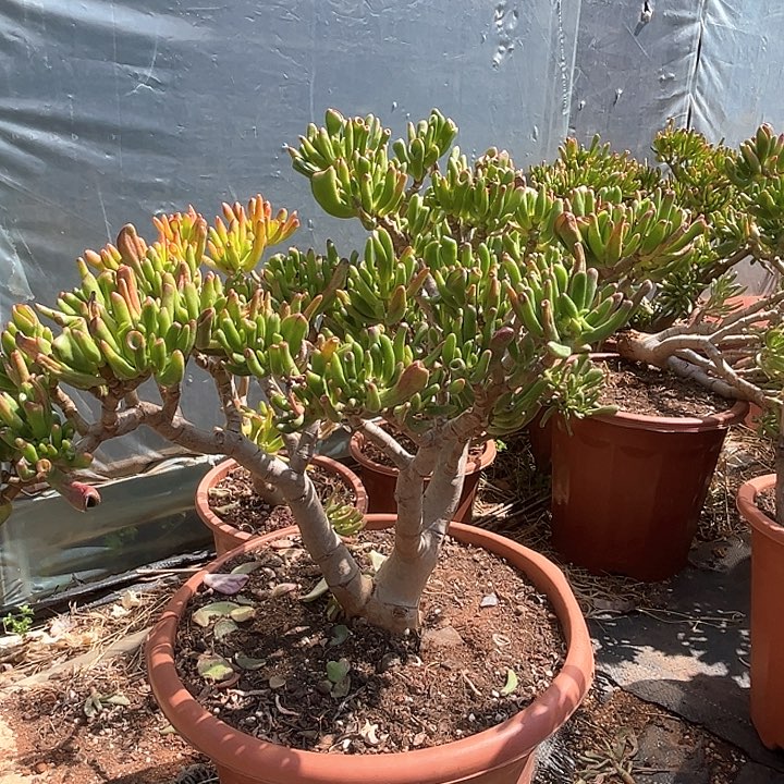 5年吸财树带土球发货