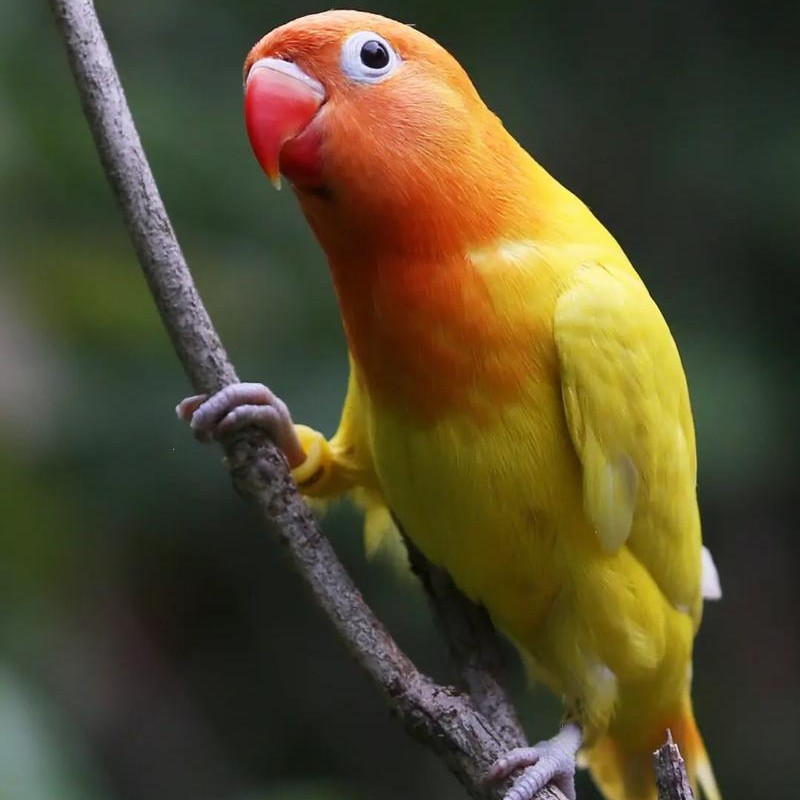 桃脸牡丹 成年鸟