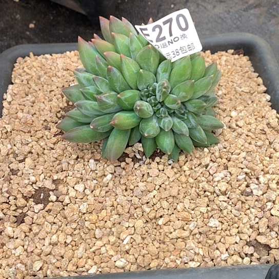 重楼缀化270 退款拉黑需延迟发货