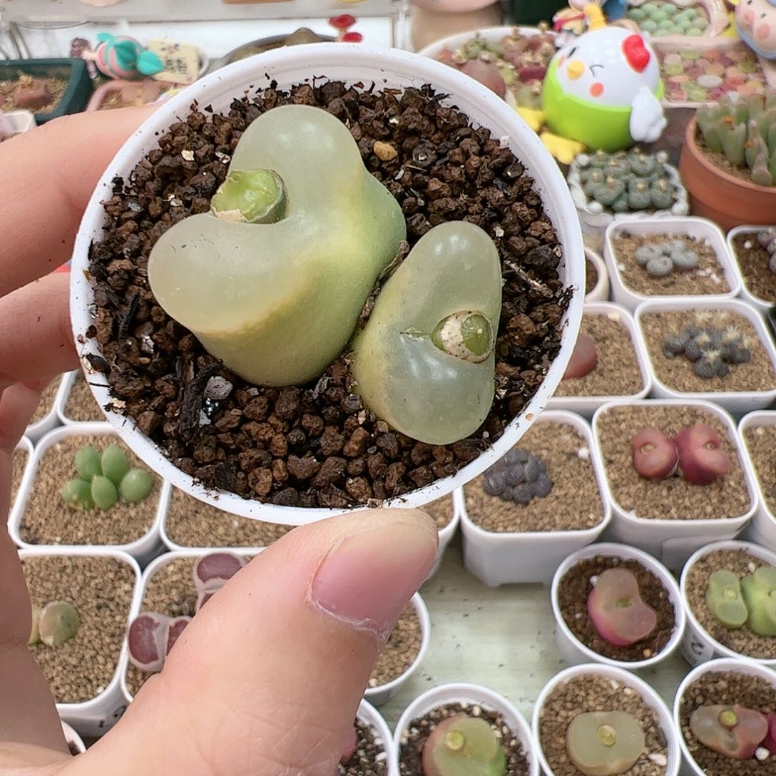 【闪购商品】197 带盆