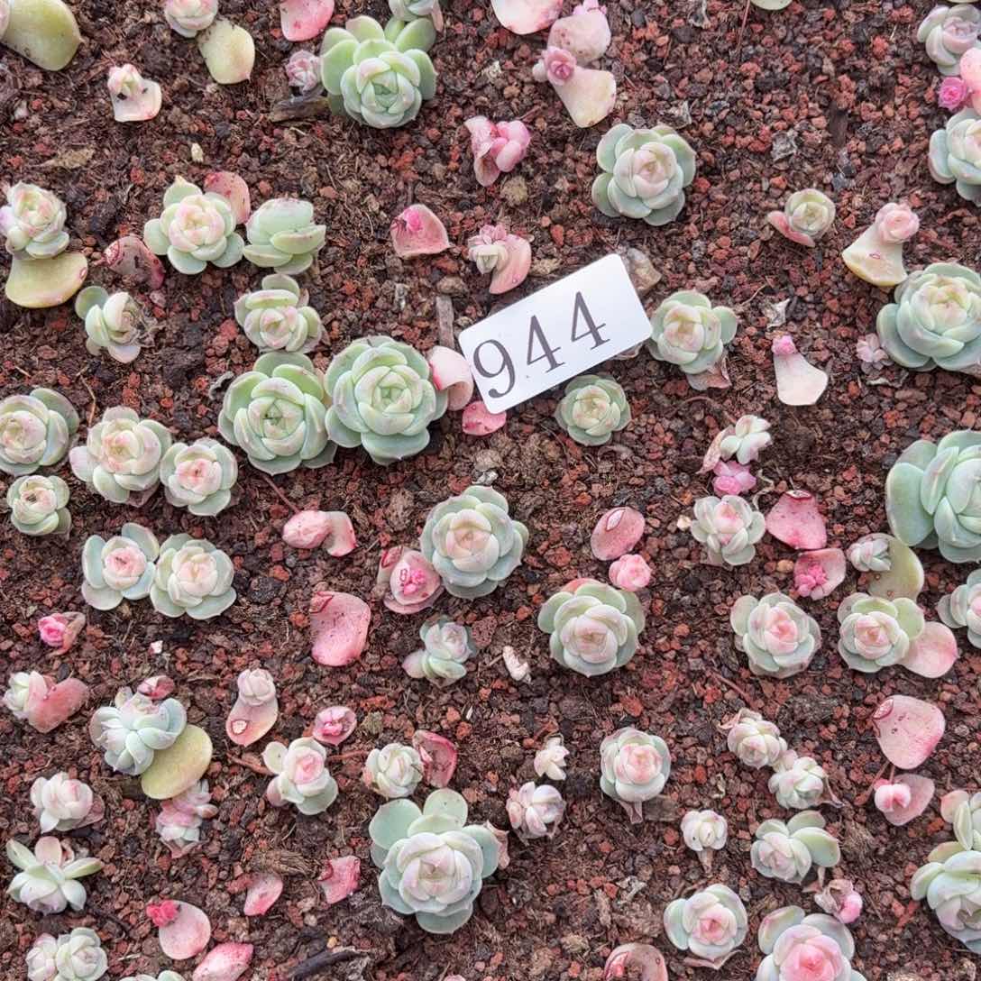 *****多肉植物多肉植物944