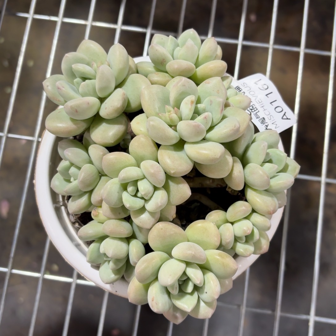 泡泡糖一物一拍1161