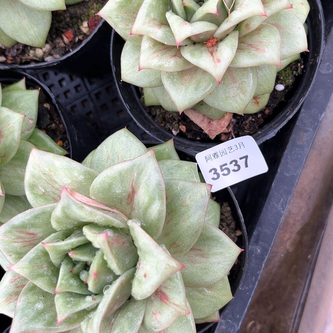 阿雅园艺。    3537