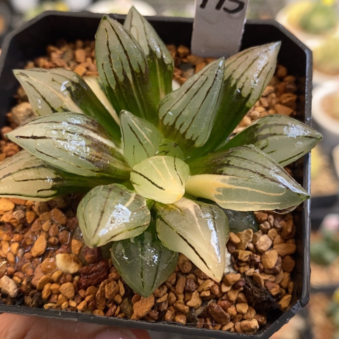 195号西瓜锦带盆发货