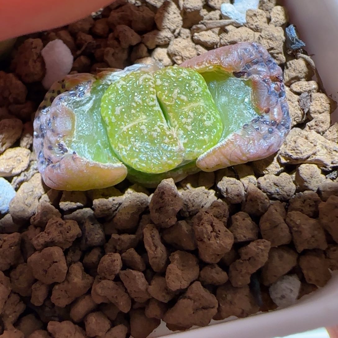 肉锥多肉植物百科-10km勋章457